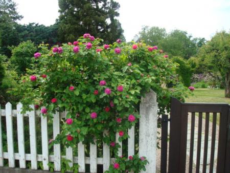 gallery_12789_2988_33127.jpg