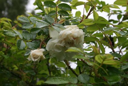 gallery_13397_3558_23985.jpg
