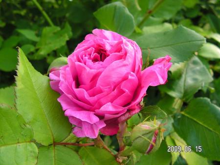 gallery_1786_2895_140056.jpg