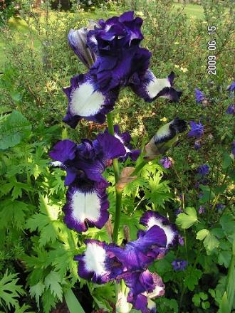 gallery_1786_2895_144430.jpg