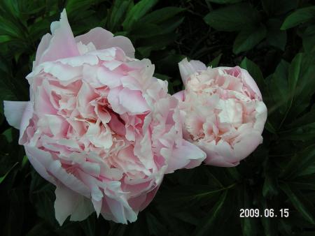 gallery_1786_2895_169695.jpg