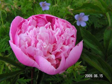 gallery_1786_2895_210315.jpg
