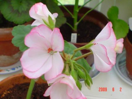 gallery_13170_2840_11028.jpg