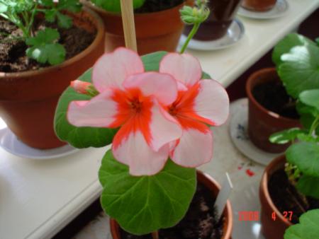 gallery_13170_2840_13492.jpg