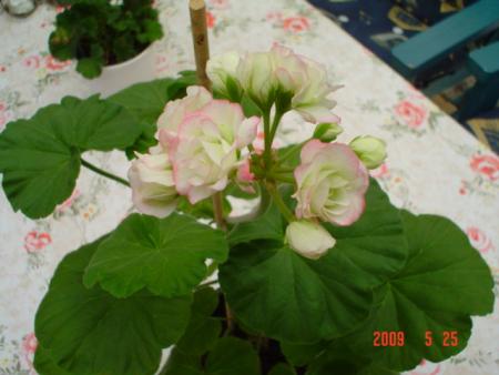 gallery_13170_2840_21926.jpg