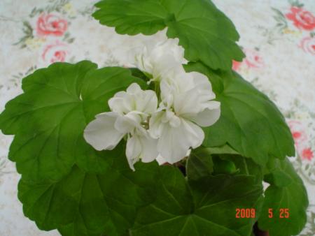 gallery_13170_2840_28767.jpg