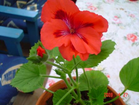 gallery_13170_2840_34376.jpg