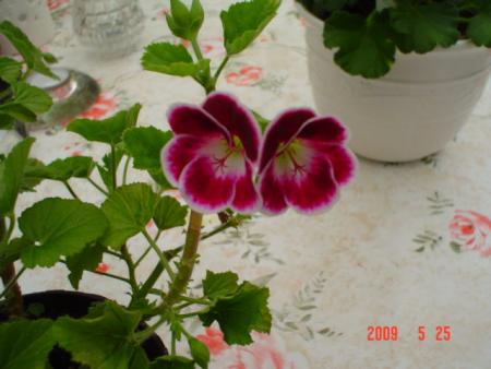 gallery_13170_2840_56034.jpg