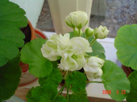 gallery_13170_2840_56471.jpg
