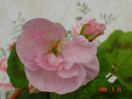 gallery_13170_2840_6810.jpg