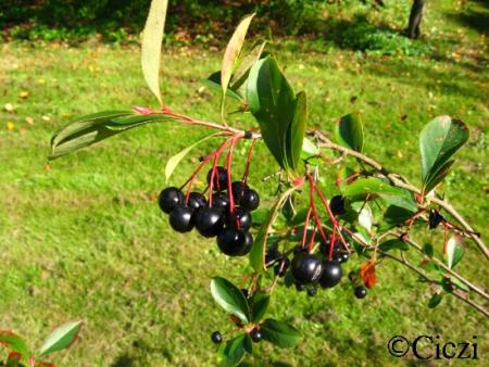 gallery_4113_17_49107.jpg