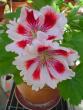 tn_gallery_13170_2840_41625.jpg