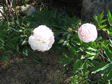 gallery_7737_3567_15900.jpg