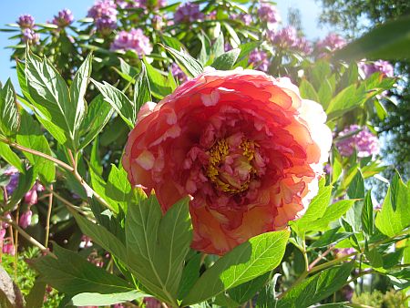 gallery_7737_3567_22512.jpg