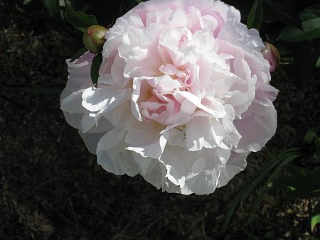 gallery_7737_3567_23394.jpg