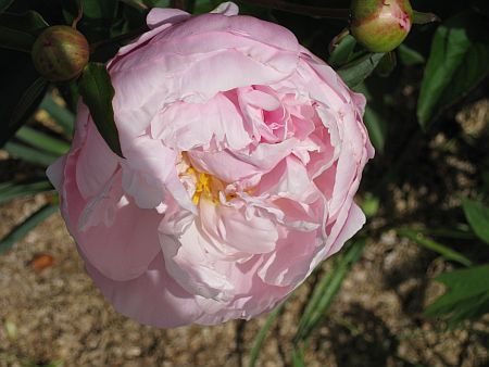 gallery_7737_3567_33096.jpg