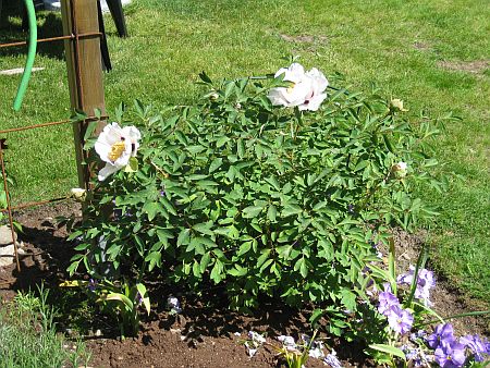 gallery_7737_3567_49752.jpg