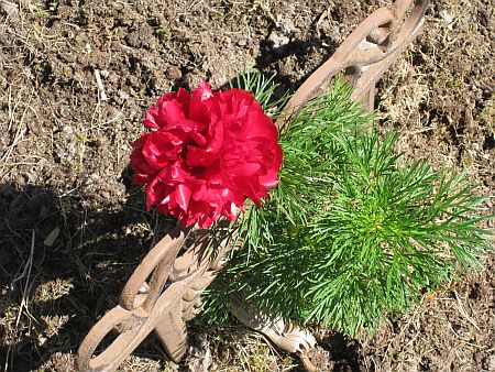 gallery_7737_3567_57984.jpg