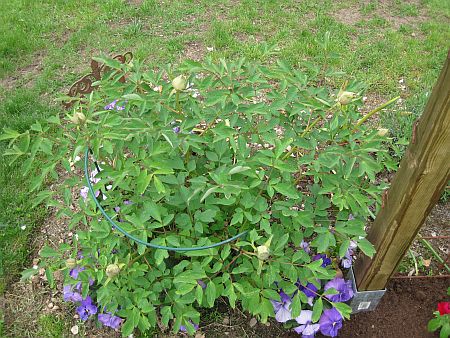 gallery_7737_3567_59556.jpg