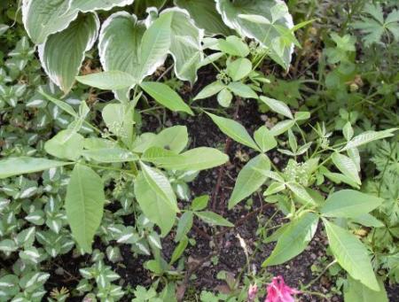 gallery_20295_3119_62610.jpg