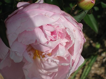 gallery_7737_3567_16657.jpg