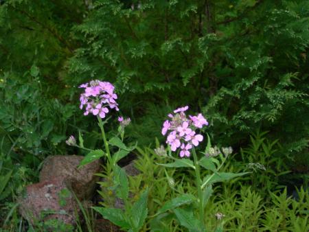 gallery_16329_3450_171231.jpg
