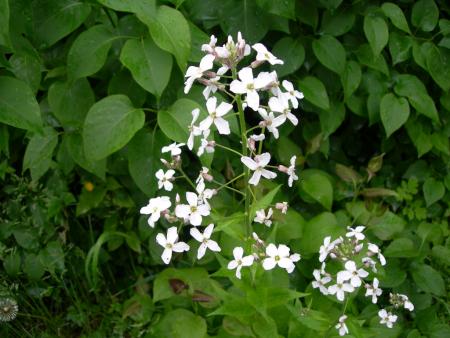 gallery_16329_3450_244458.jpg