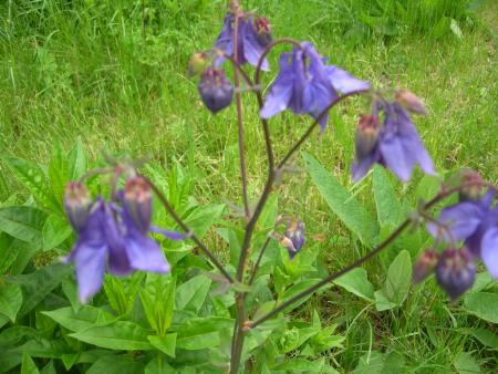 gallery_16329_3568_122878.jpg