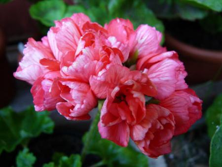 gallery_5783_3309_35014.jpg
