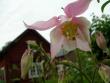 tn_gallery_16329_3568_41656.jpg