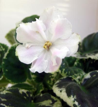 gallery_2821_3570_83857.jpg