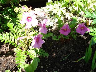gallery_6685_2394_43733.jpg