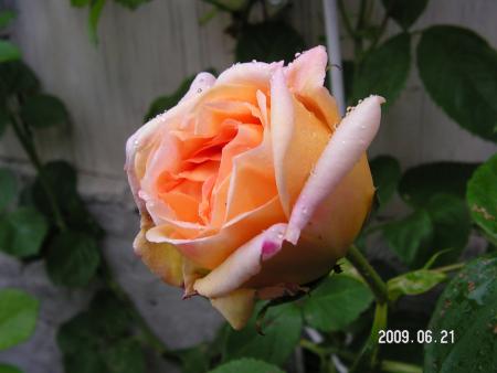 gallery_1786_2574_111593.jpg