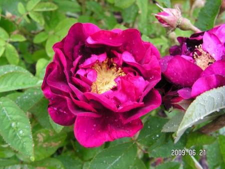 gallery_1786_2574_79123.jpg