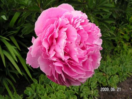 gallery_1786_2895_219407.jpg