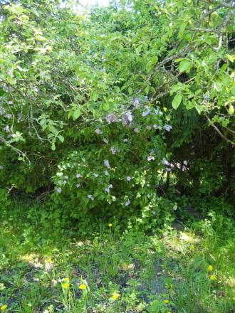 gallery_22761_3371_288457.jpg