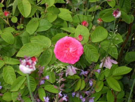 gallery_20295_3065_14419.jpg
