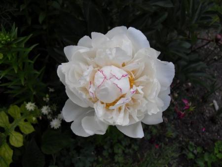 gallery_20295_3119_17048.jpg