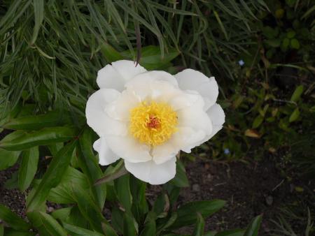 gallery_20295_3119_17830.jpg