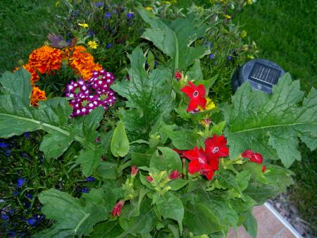 gallery_18863_3583_45371.jpg