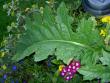 tn_gallery_18863_3583_113698.jpg