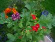 tn_gallery_18863_3583_45371.jpg