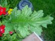 tn_gallery_18863_3583_52347.jpg