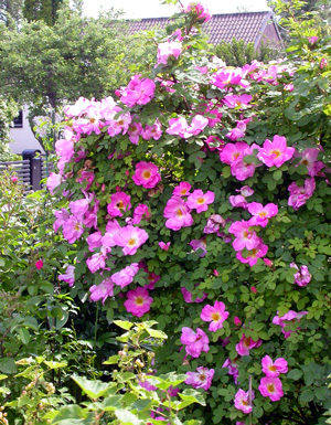 gallery_276_1651_36950.jpg