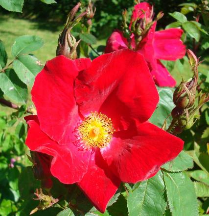 gallery_12789_2988_74889.jpg