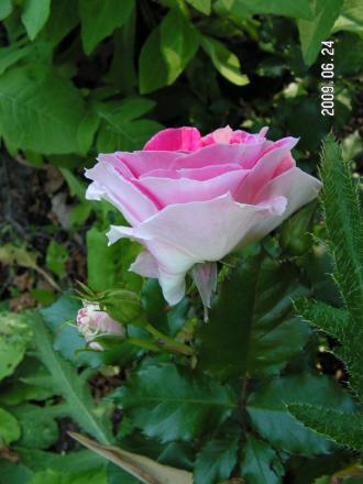 gallery_1786_2574_49168.jpg
