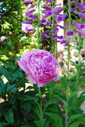 gallery_19840_3070_3125.jpg