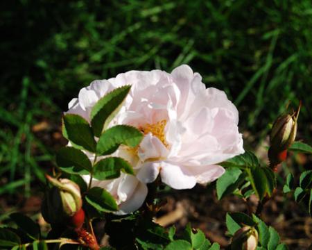 gallery_19840_3070_49501.jpg