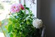 tn_gallery_19840_3070_14591.jpg