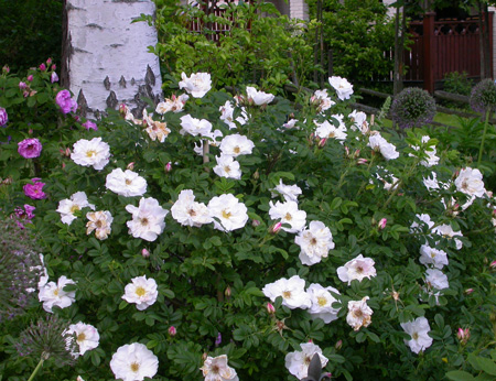 gallery_276_1645_102107.jpg